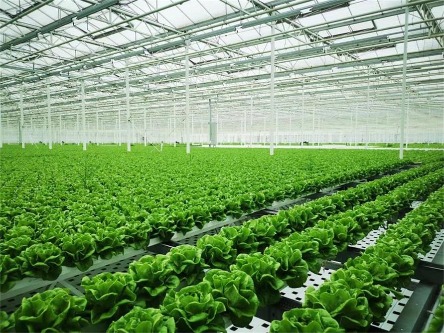 MGS全自動(dòng)葉菜淺液流水培系統(tǒng)_2_大昭科技_來自小紅書網(wǎng)頁版